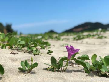 以色列高级谈判代表计划参加在卡塔尔举行的加沙停战谈判